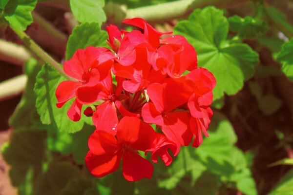 Fiore rosso brillante con foglie verdi