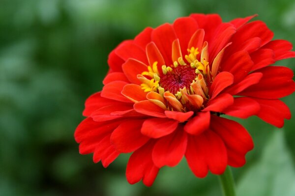 La flor roja hará que tu día sea alegre