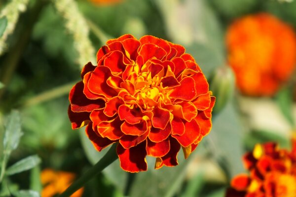 Flor de caléndula naranja en el Jardín