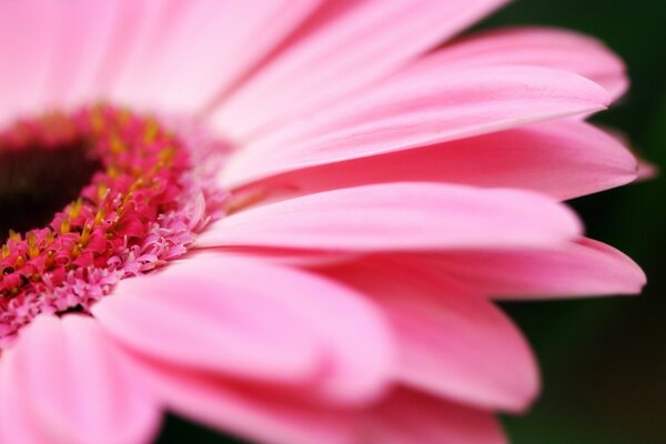 Macro photography is a great part of the flower