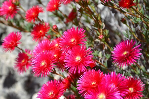 Floristry. Pink flowers in the garden