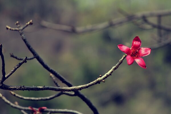 Red petals close up