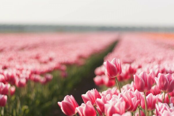 Campo de flores cor-de-rosa na natureza