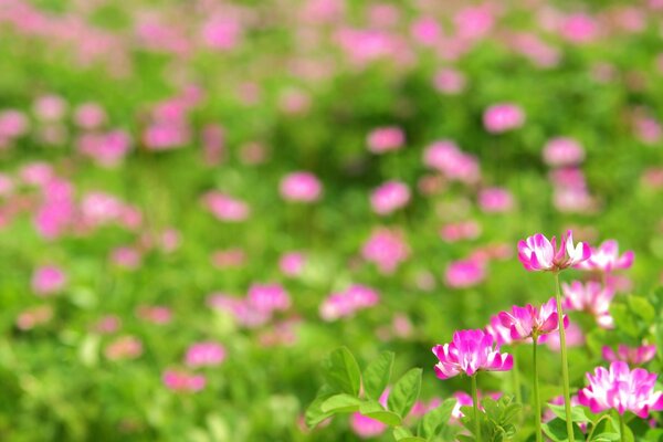 Natural flowers in the field and garden