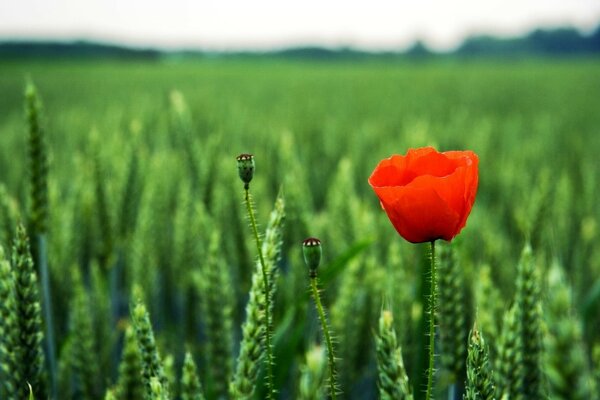 Wildtiere. Grünes Feld und roter Mohn