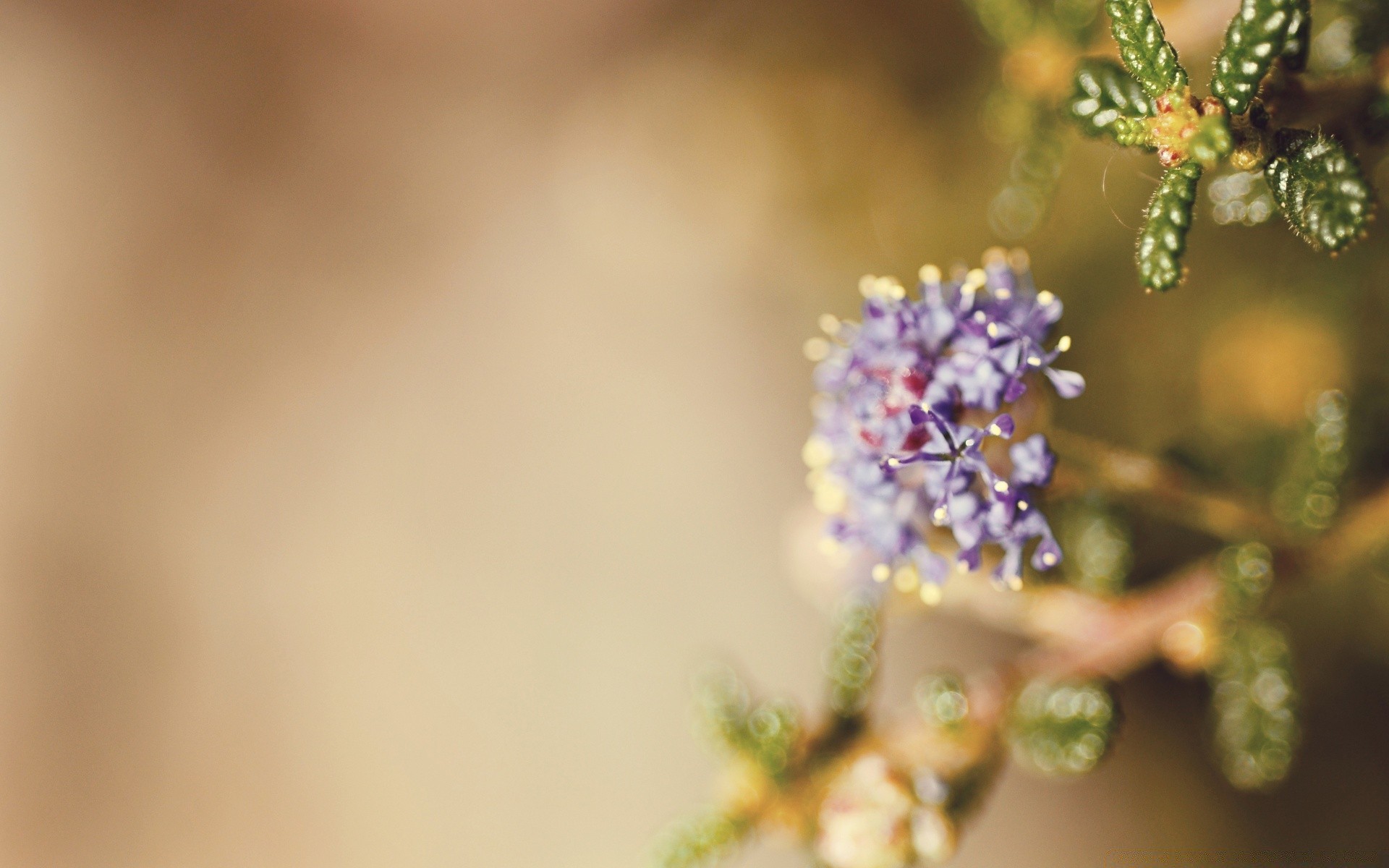 kwiaty kwiat natura liść rozmycie flora ogród