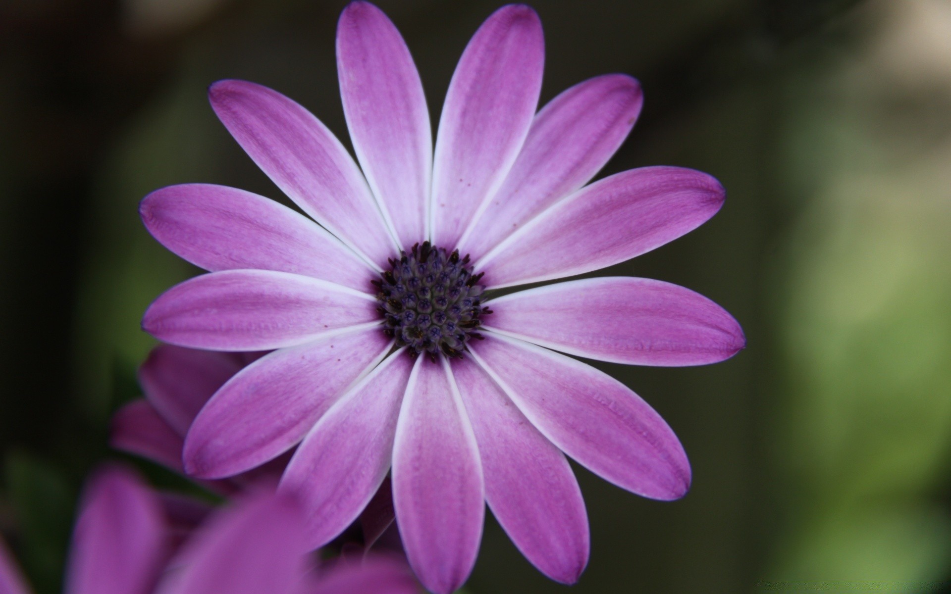 çiçekler çiçek doğa flora yaz bahçe güzel renk petal çiçek açan çiçek parlak yaprak