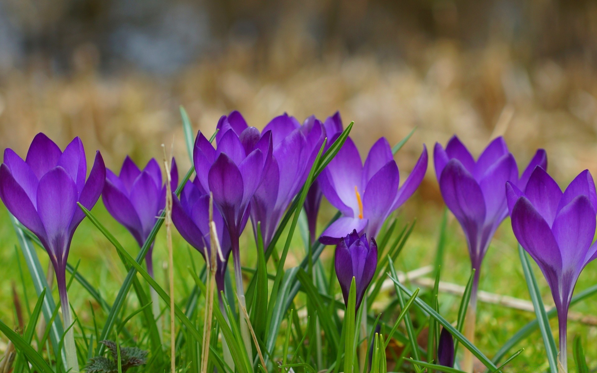 flowers flower nature flora leaf garden blooming growth floral season petal crocus grass field hayfield bright summer easter color violet