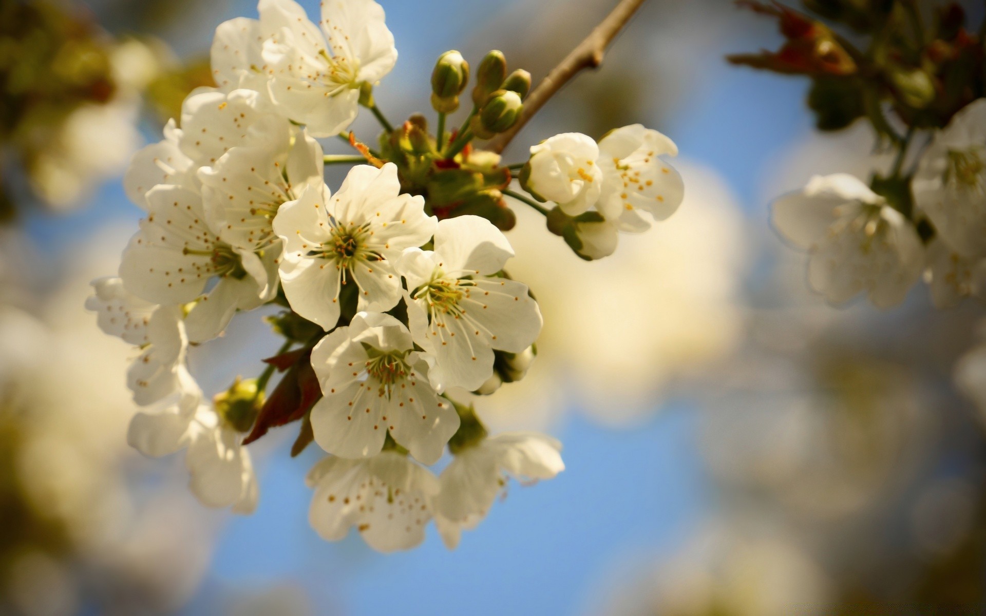 blumen natur kirsche blume baum zweig apfel flora blatt wachstum garten unschärfe gutes wetter im freien sommer jahreszeit kumpel pflaumen sonne blühen