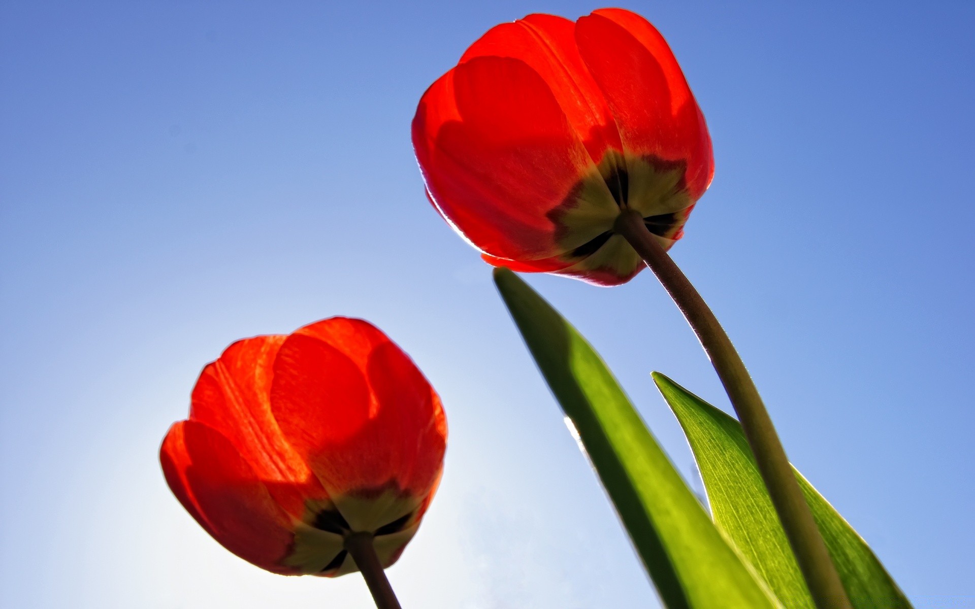 kwiaty kwiat natura tulipan liść flora jasny lato kolor płatek ogród kwiatowy na zewnątrz