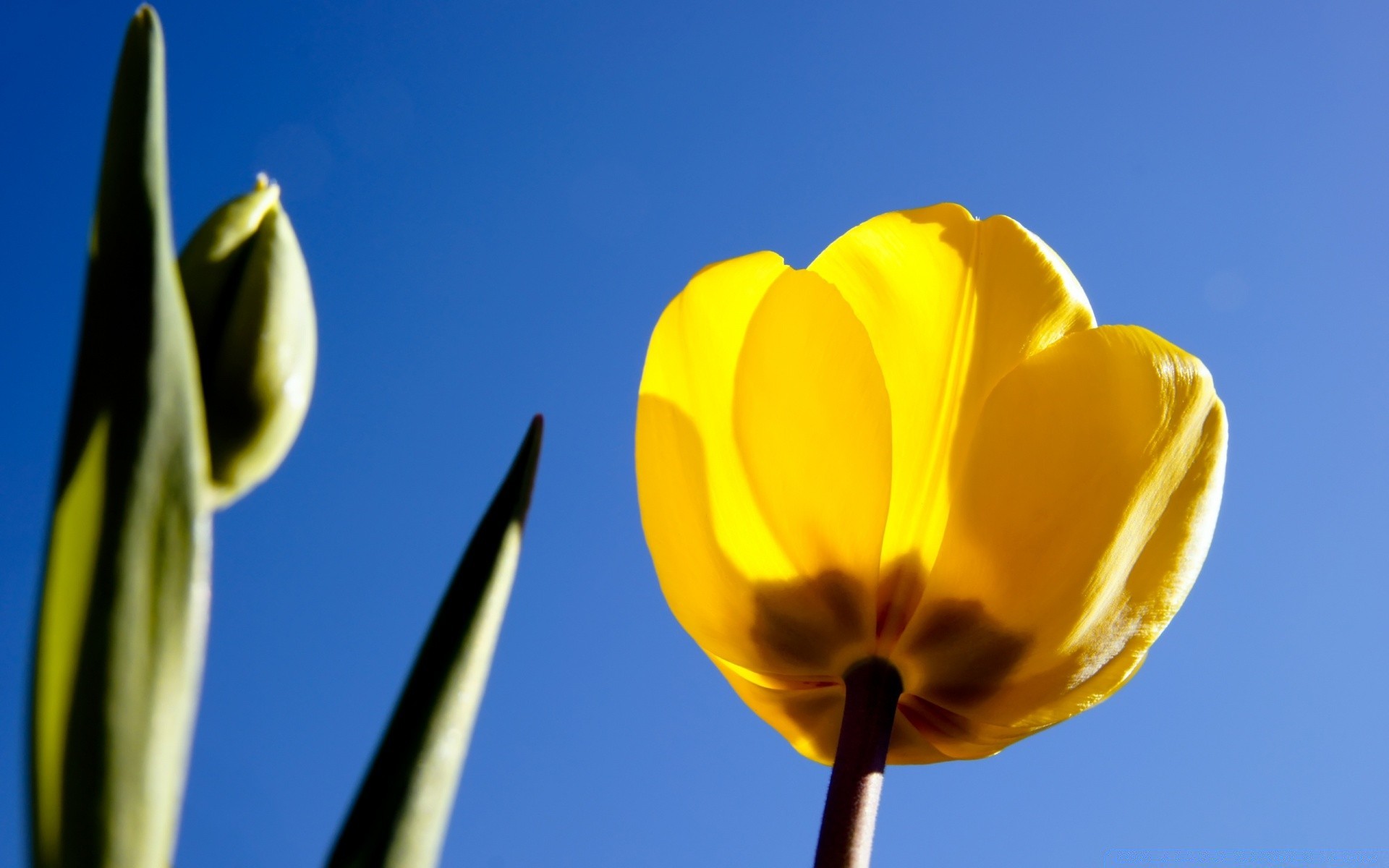 çiçekler doğa çiçek flora yaprak parlak yaz büyüme bahçe renk