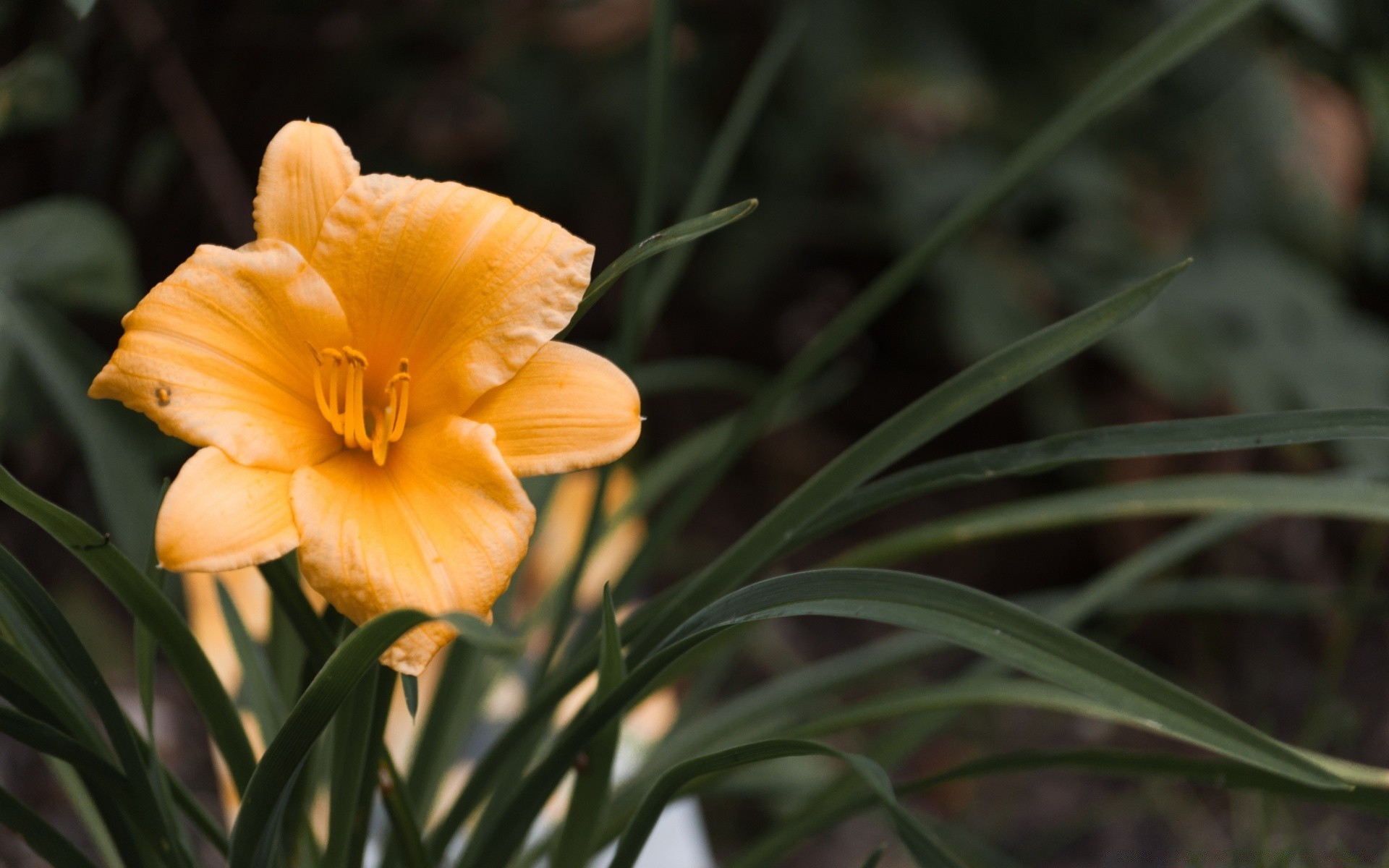 çiçekler doğa flora çiçek yaprak bahçe yaz sezon büyüme parlak renk açık havada yakın çekim petal çiçek çiçeklenme