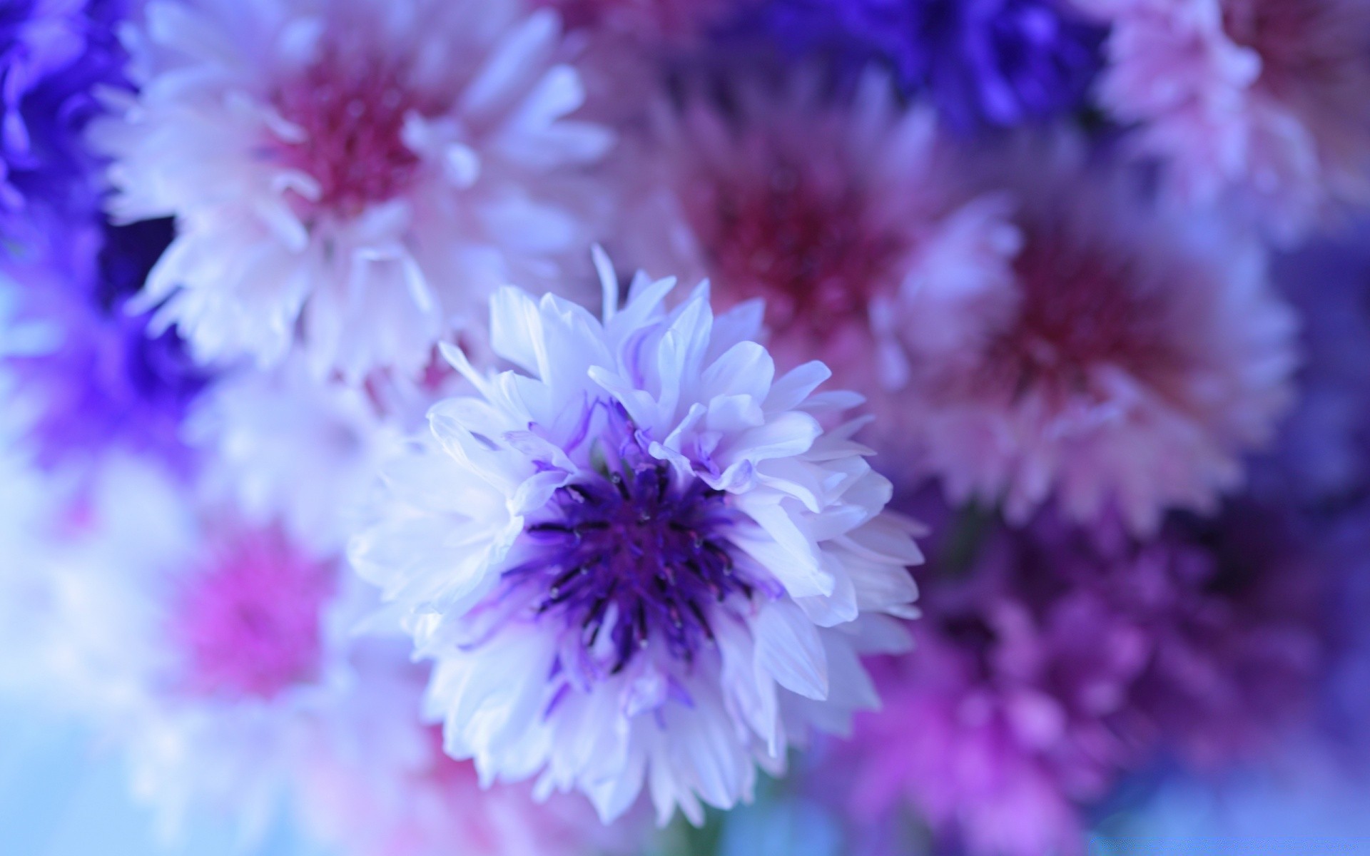 çiçekler çiçek doğa flora çiçek petal çiçeklenme bahçe yaz renk buket yaprak parlak kafa narin güzel yakın çekim tazelik uzun ömürlü peygamber çiçeği