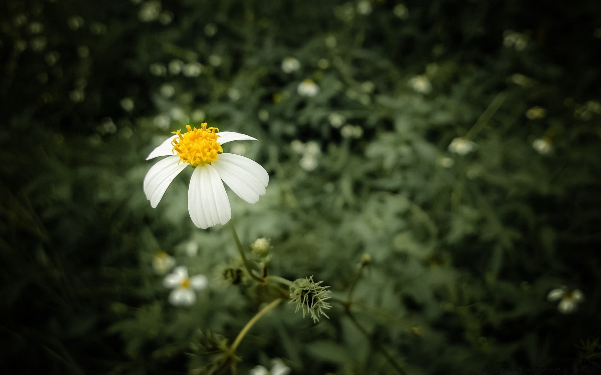 kwiaty natura kwiat lato flora ogród liść wzrost jasny na zewnątrz kolor trawa sianokosy