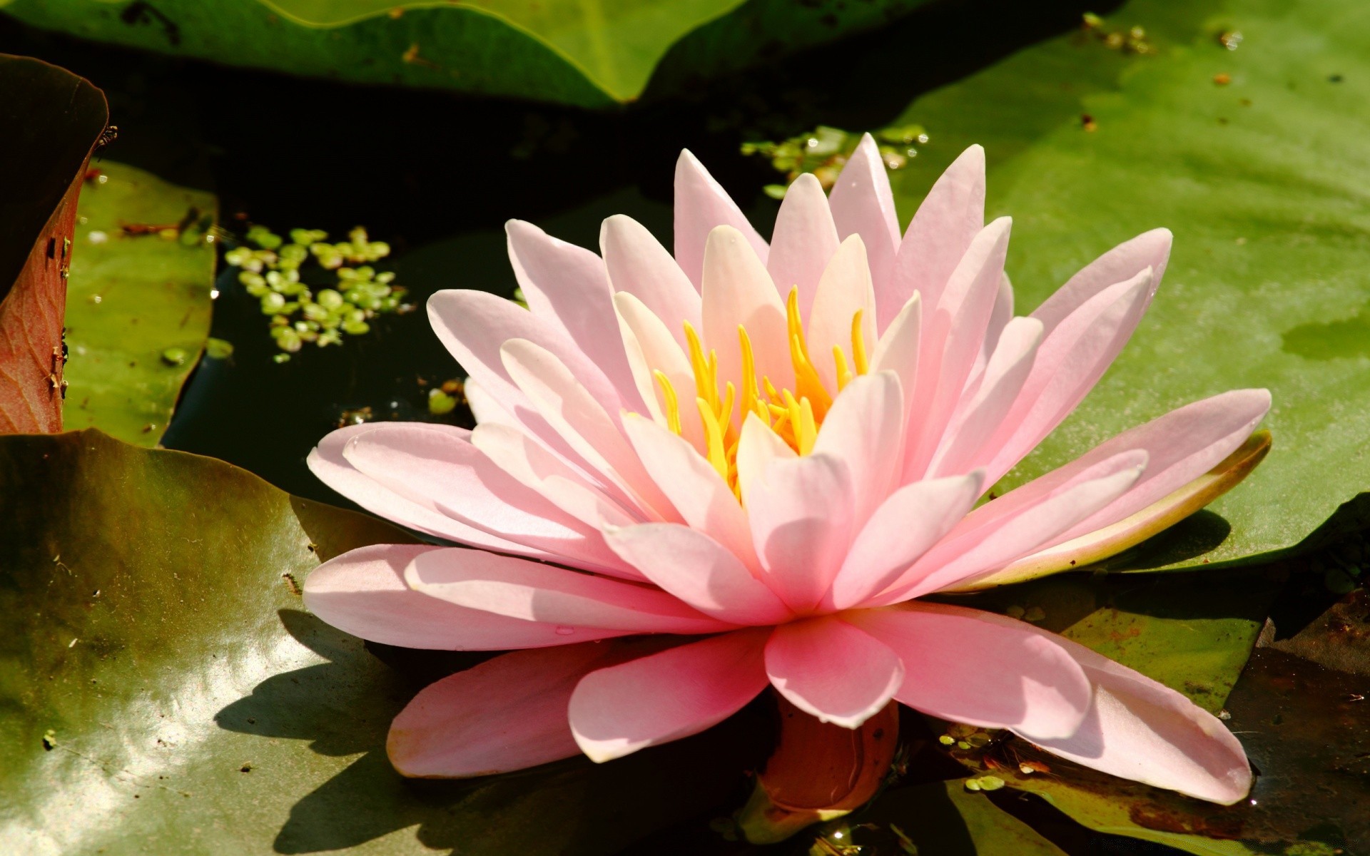 çiçekler çiçek lotus doğa yaprak flora tropikal çiçek açan yaz taçyaprağı bahçe havuz zambak zen güzel egzotik meditasyon çiçek nilüfer su