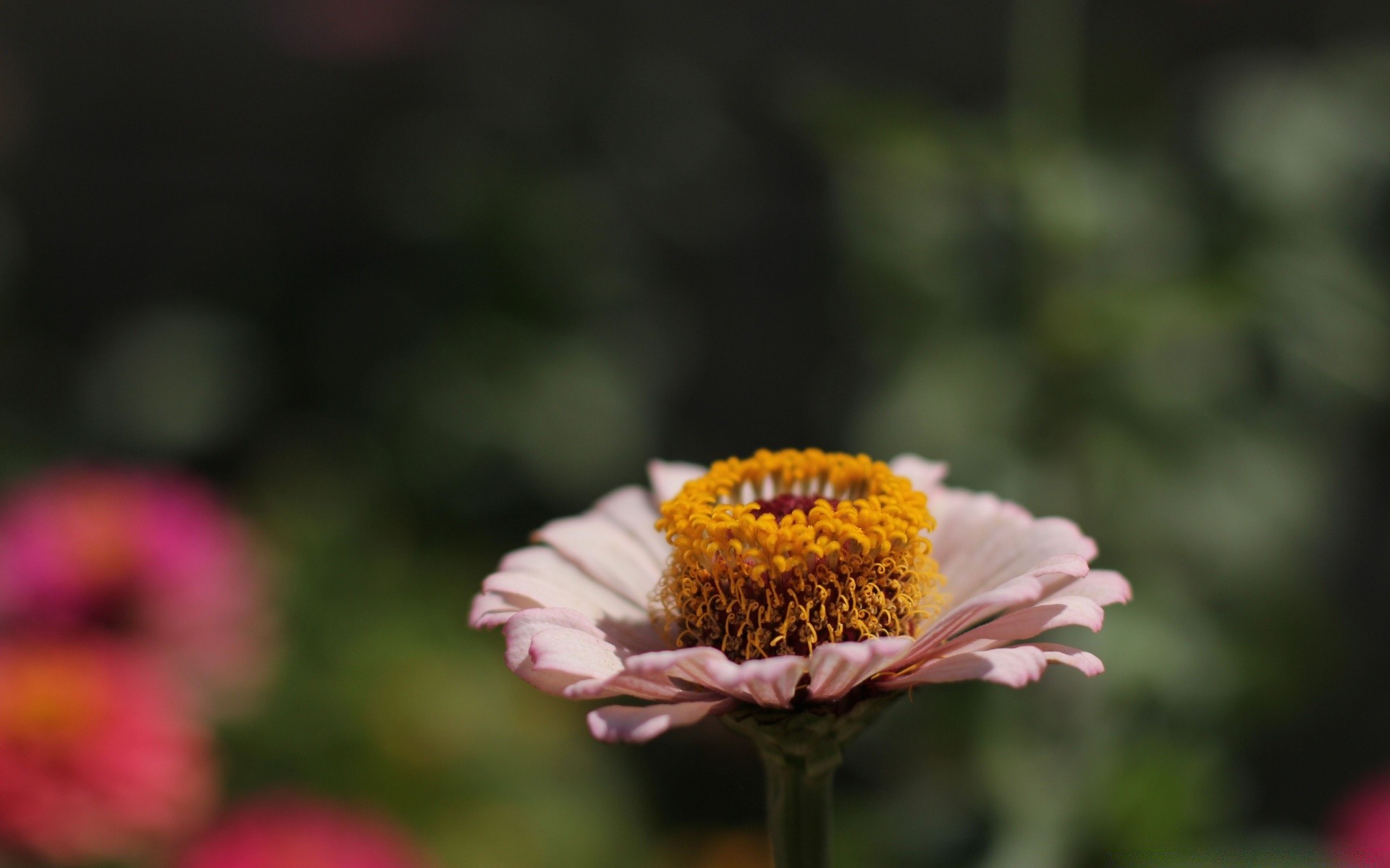 花 自然 花 植物群 夏天 花园 叶 明亮 户外 生长 花瓣 颜色 开花 好天气 特写 花卉 草 季节 花粉 领域