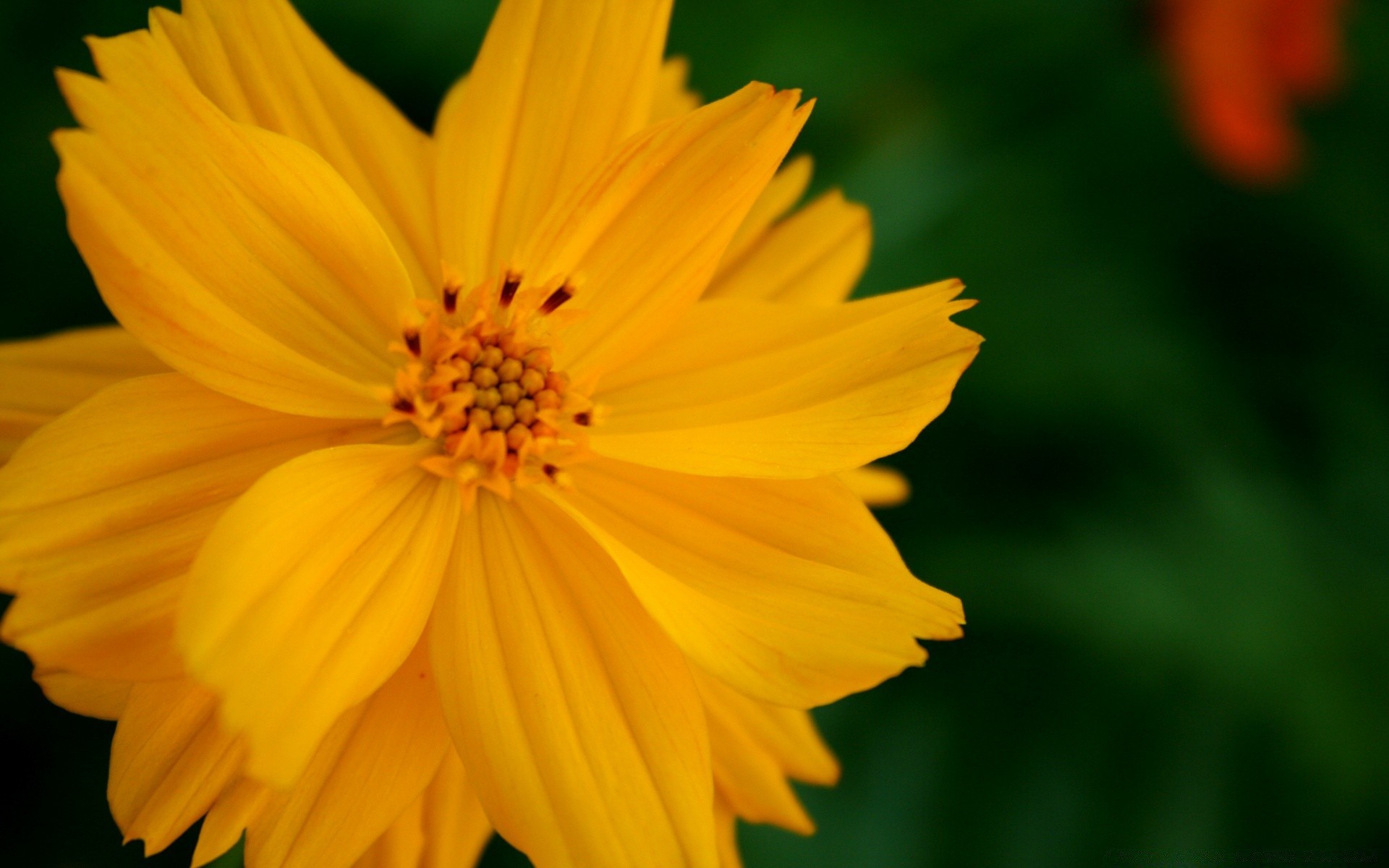 flowers nature flower summer flora leaf bright garden growth color pollen