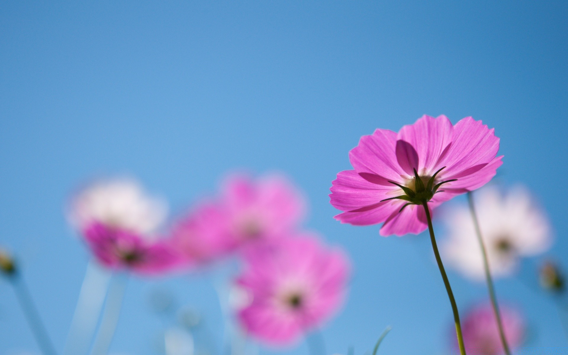 flowers nature flower summer flora fair weather sun bright growth garden field outdoors cosmos petal color leaf