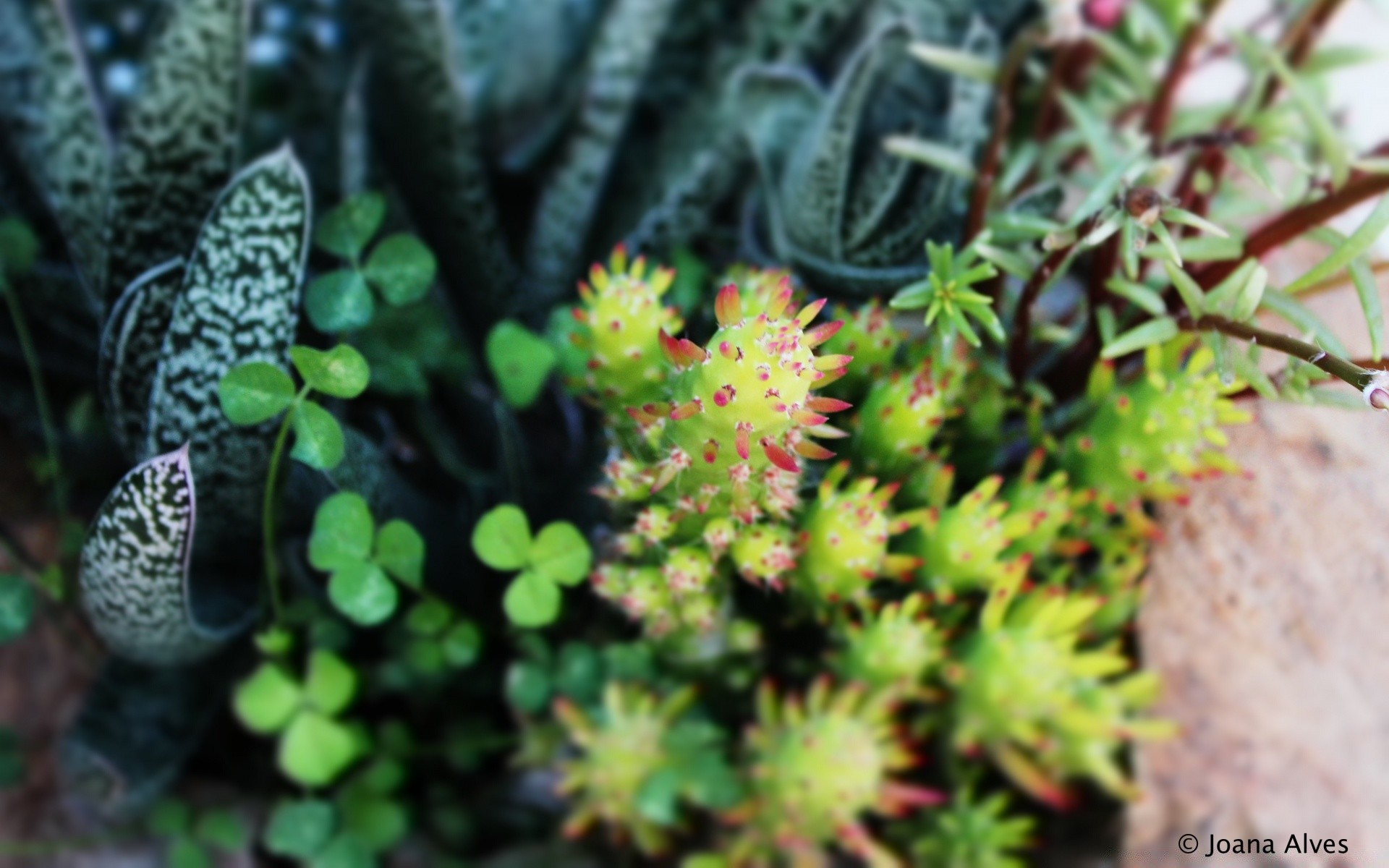 blumen natur flora blatt schließen garten baum farbe sommer im freien wachstum blume desktop essen umwelt obst dekoration