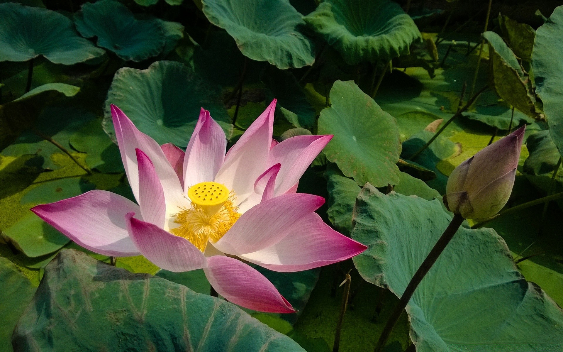 kwiaty lotos woda basen tropikalny lilia liść egzotyczny lilia wodna święta flora kwiat lotos bluming pływanie natura zen lato piękny płatek medytacja