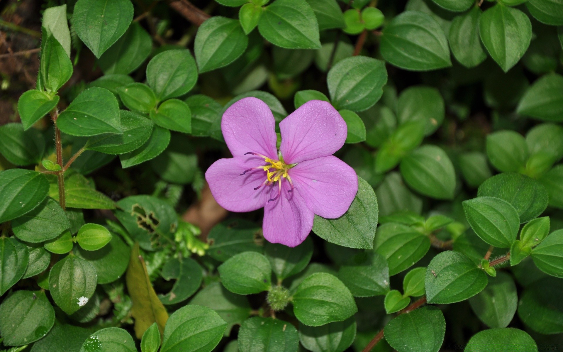 flowers leaf garden nature flower flora