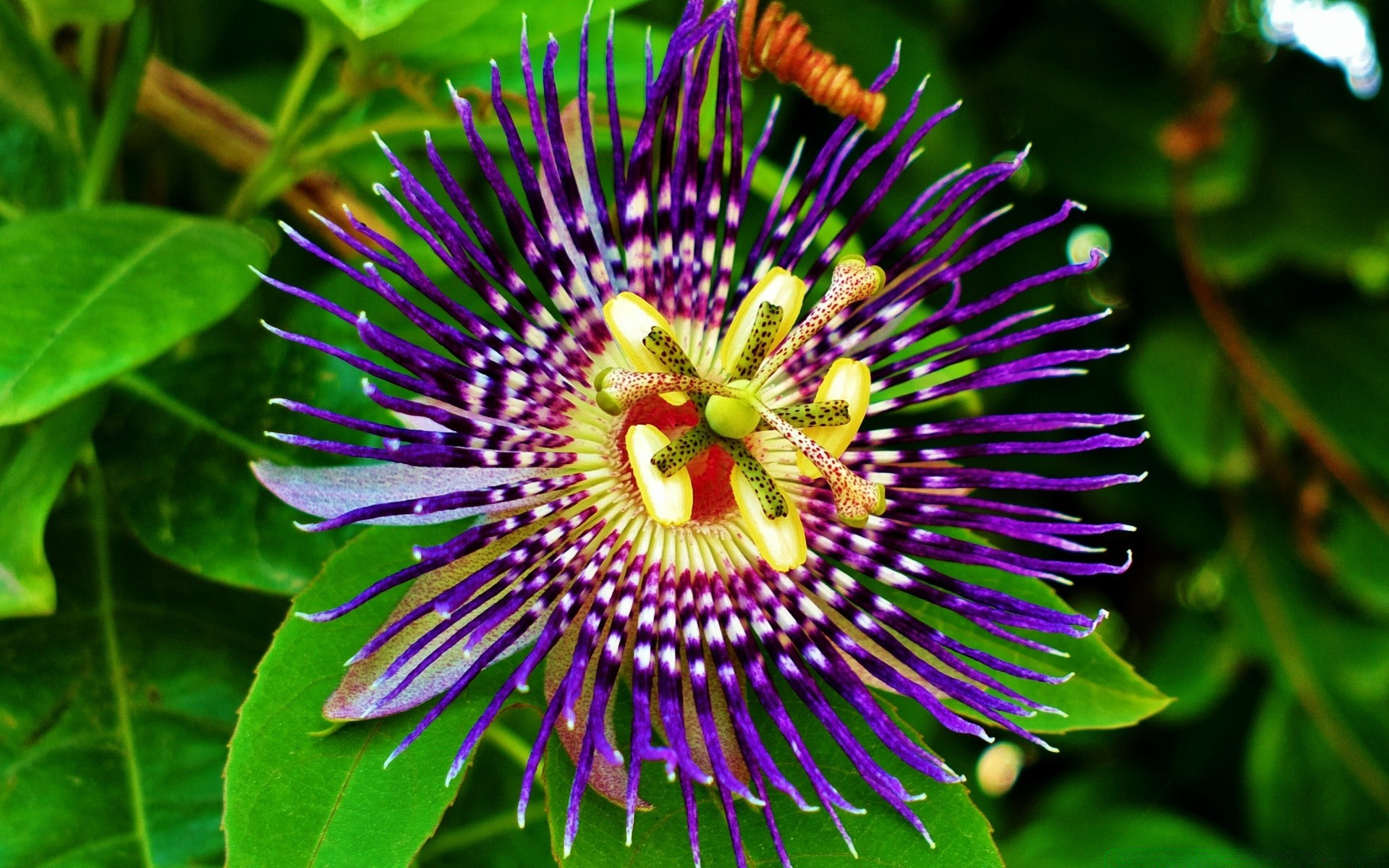 flowers nature flora summer garden leaf flower outdoors close-up tropical color beautiful bright