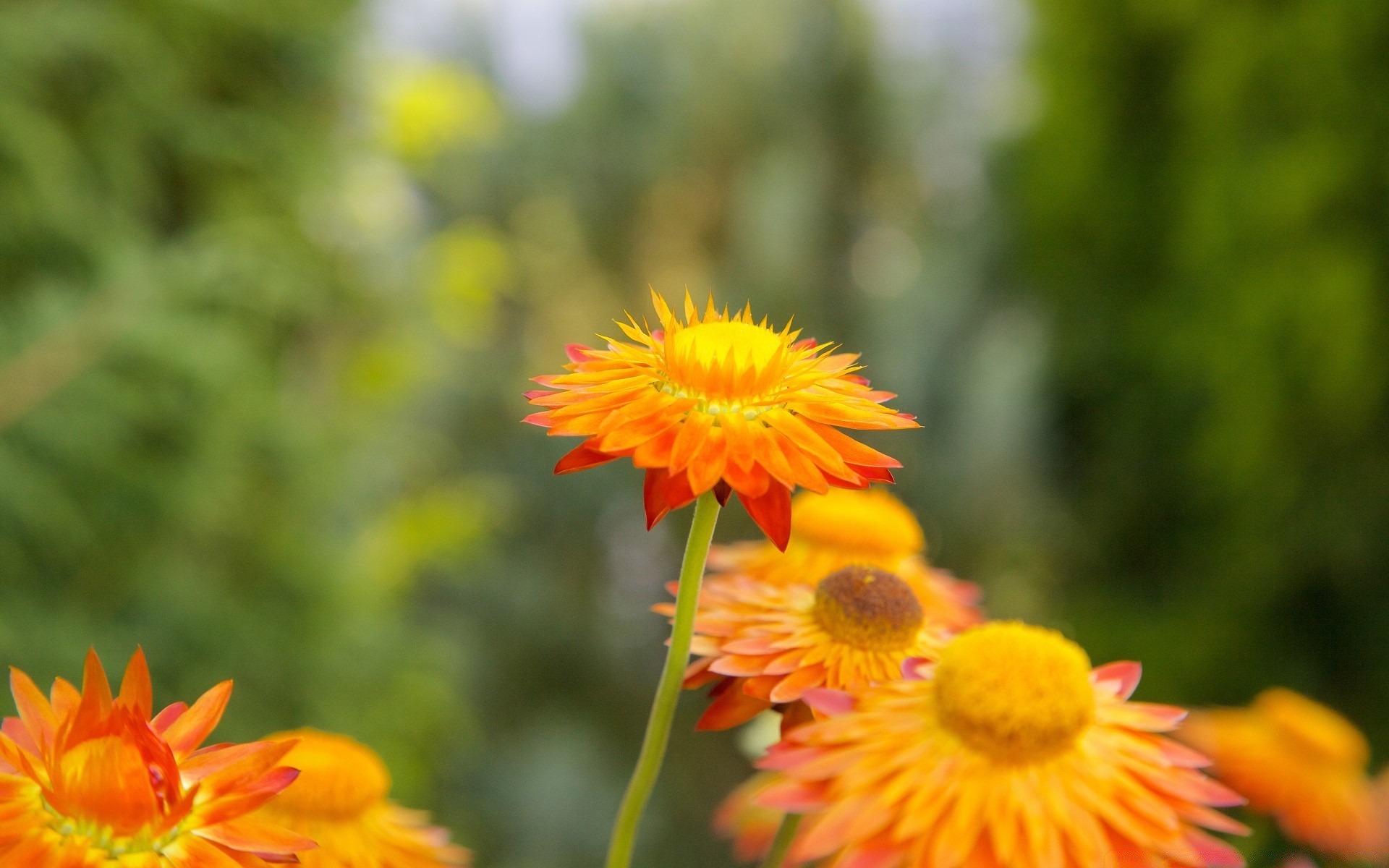 flowers flower nature flora summer garden petal leaf floral blooming bright growth color outdoors beautiful field season close-up hayfield fair weather