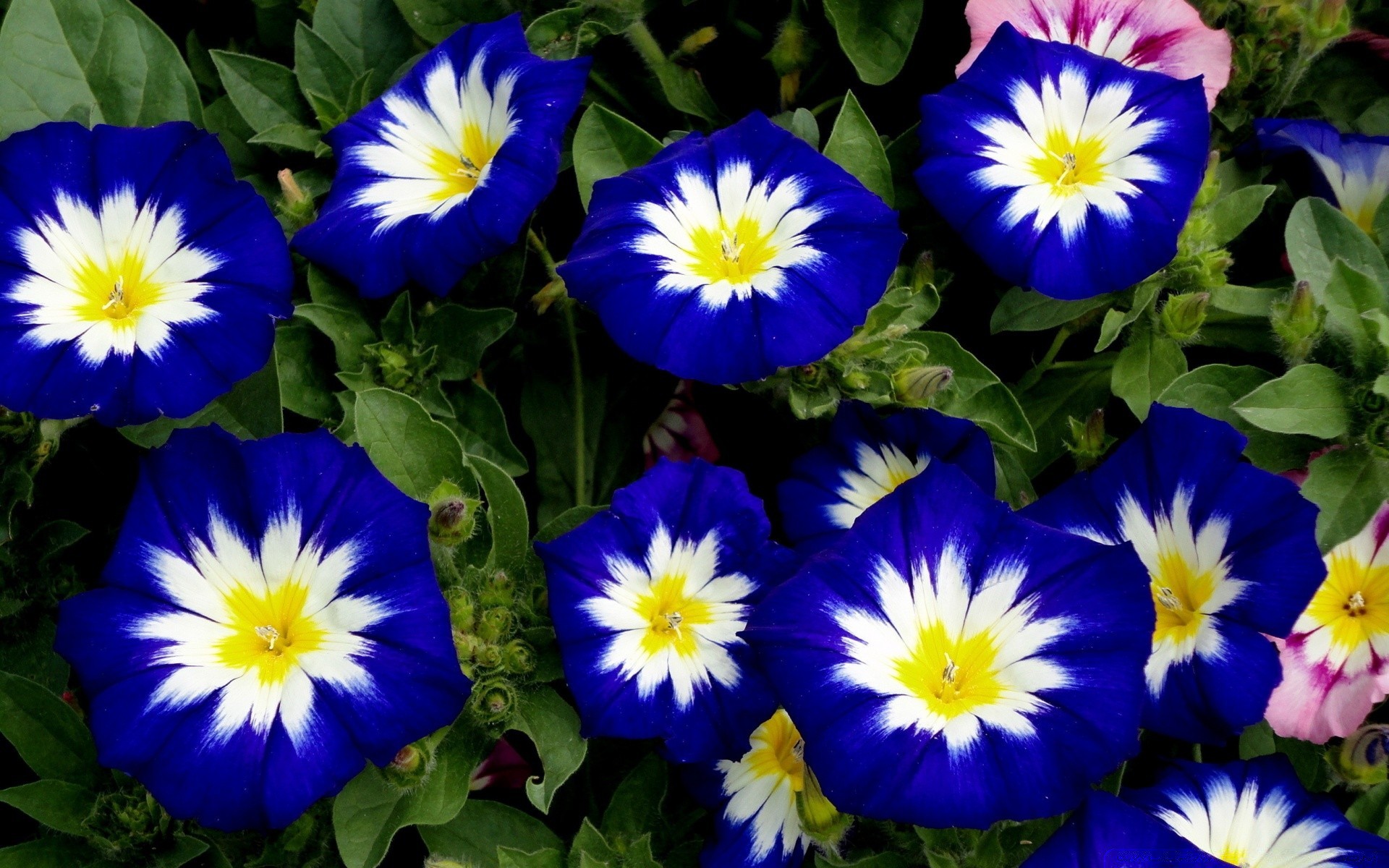 fiori fiore natura giardino foglia flora floreale bloom estate luminoso colore