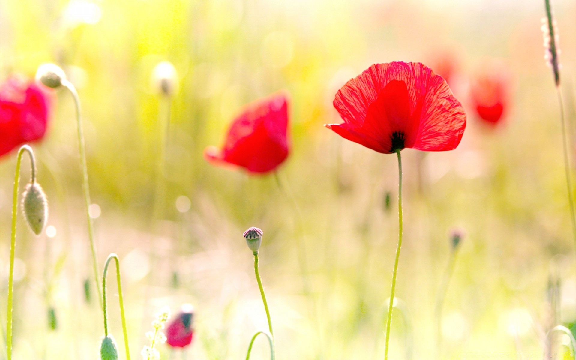 flowers nature summer flower poppy field grass flora garden hayfield rural fair weather wild bright leaf growth sun floral outdoors color