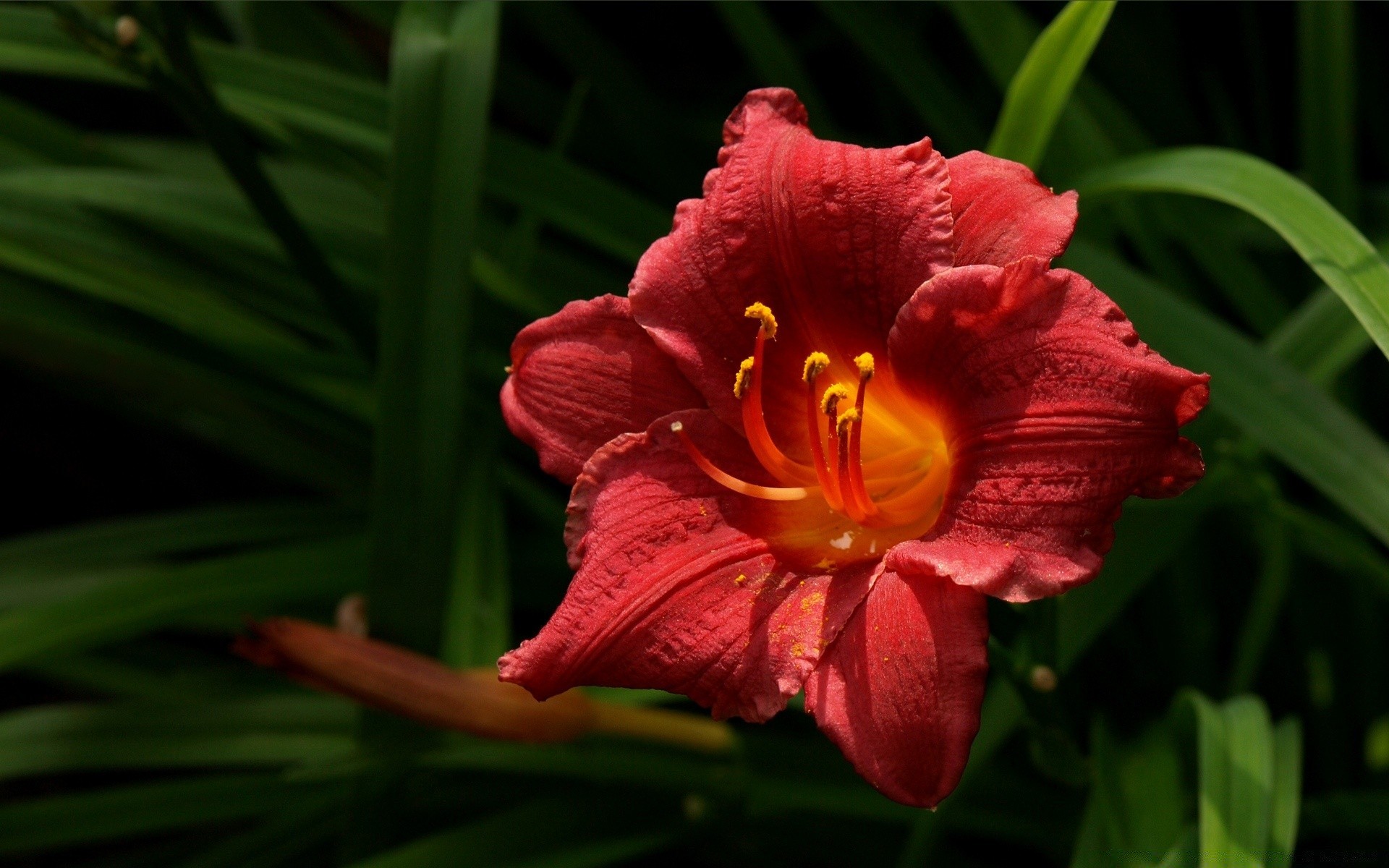 flowers flower flora nature leaf garden tropical summer petal color floral bright