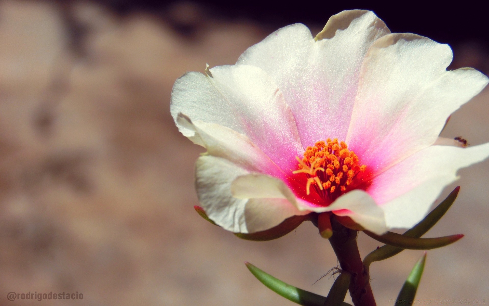 kwiaty natura kwiat flora liść jasny lato na zewnątrz wzrost