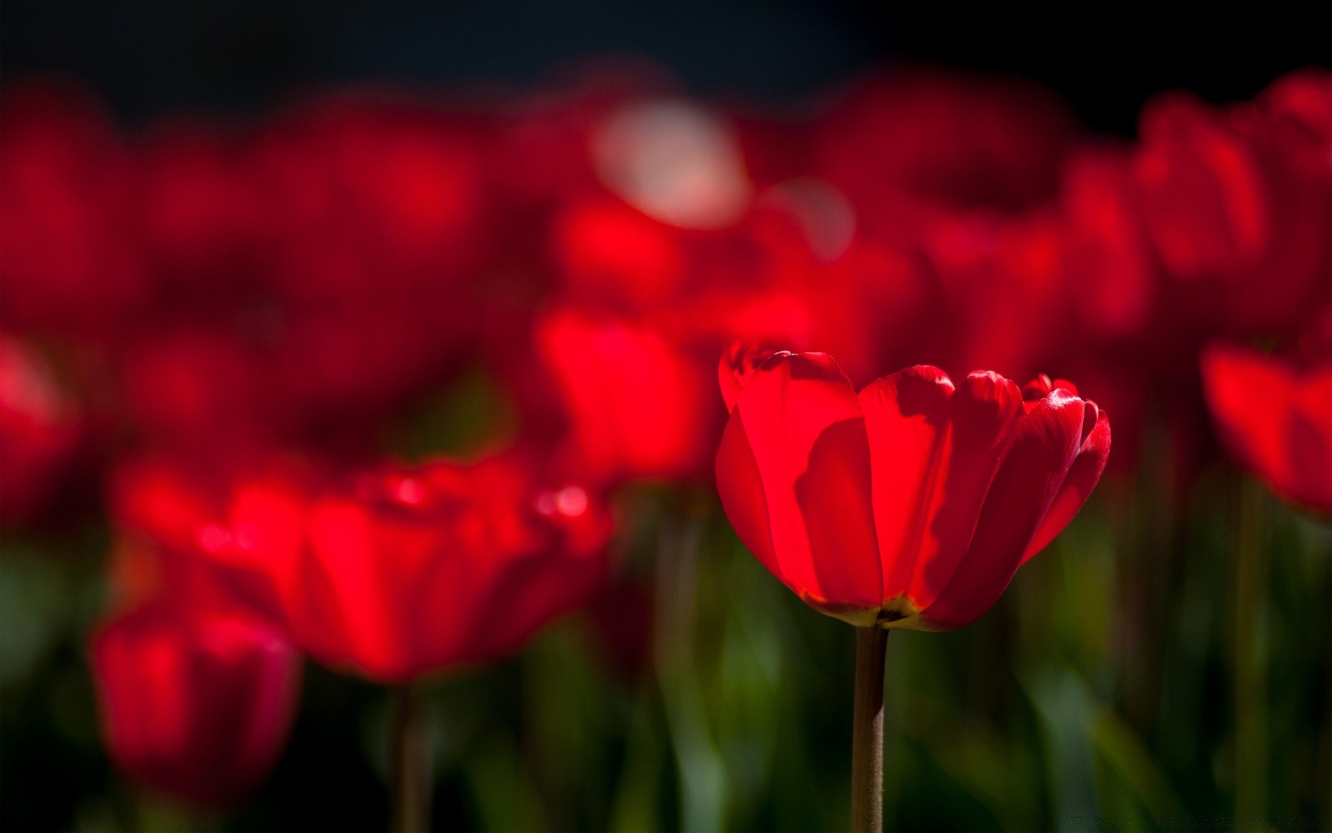 flowers flower nature tulip flora garden color petal leaf bright field floral summer love blooming outdoors romantic growth