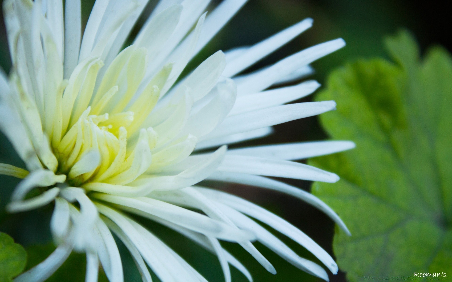 fleurs nature flore feuille été fleur croissance jardin lumineux à l extérieur