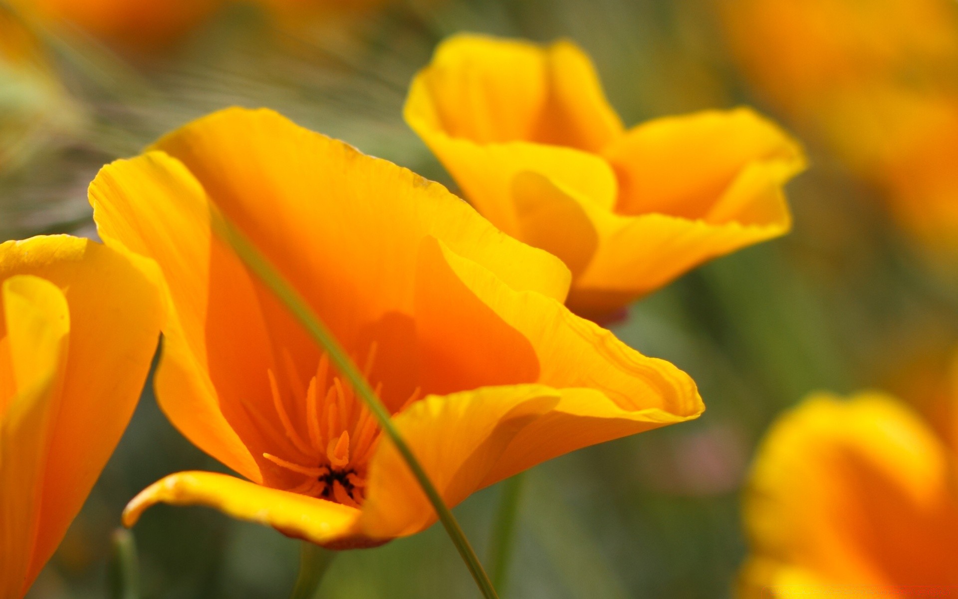 fleurs fleur nature flore feuille jardin été tulipe lumineux couleur pétale floral à l extérieur croissance bluming champ délicat beau temps saison belle