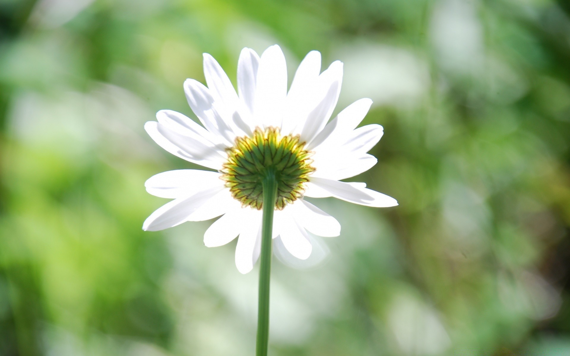 flowers nature summer flora leaf flower growth bright outdoors fair weather garden petal chamomile