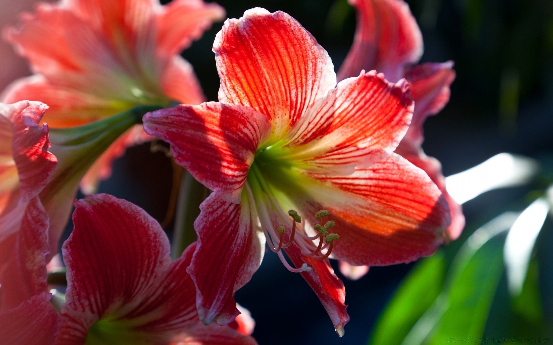 kwiaty kwiat natura ogród flora liść płatek lato bluming lily tropikalny jasny piękny kwiatowy zbliżenie kolor na zewnątrz