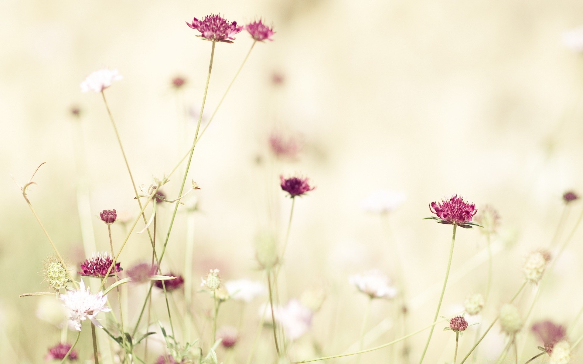 çiçekler çiçek doğa yaz flora alan çimen bahçe parlak saman renk çiçek yakın çekim güneş büyüme yaprak vahşi çiçeklenme güzel hava dof