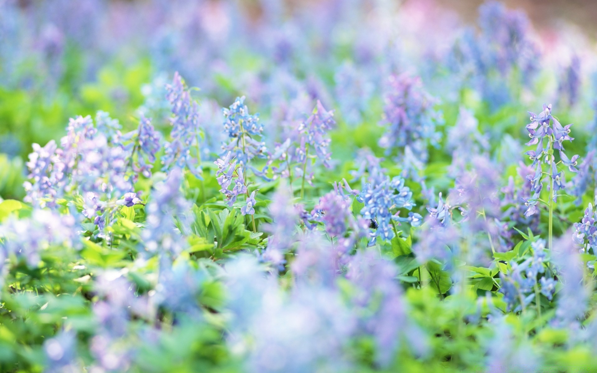 fleurs fleur nature flore champ été foin saison croissance à l extérieur jardin feuille floral herbe rural herbe bluming couleur sauvage beau temps