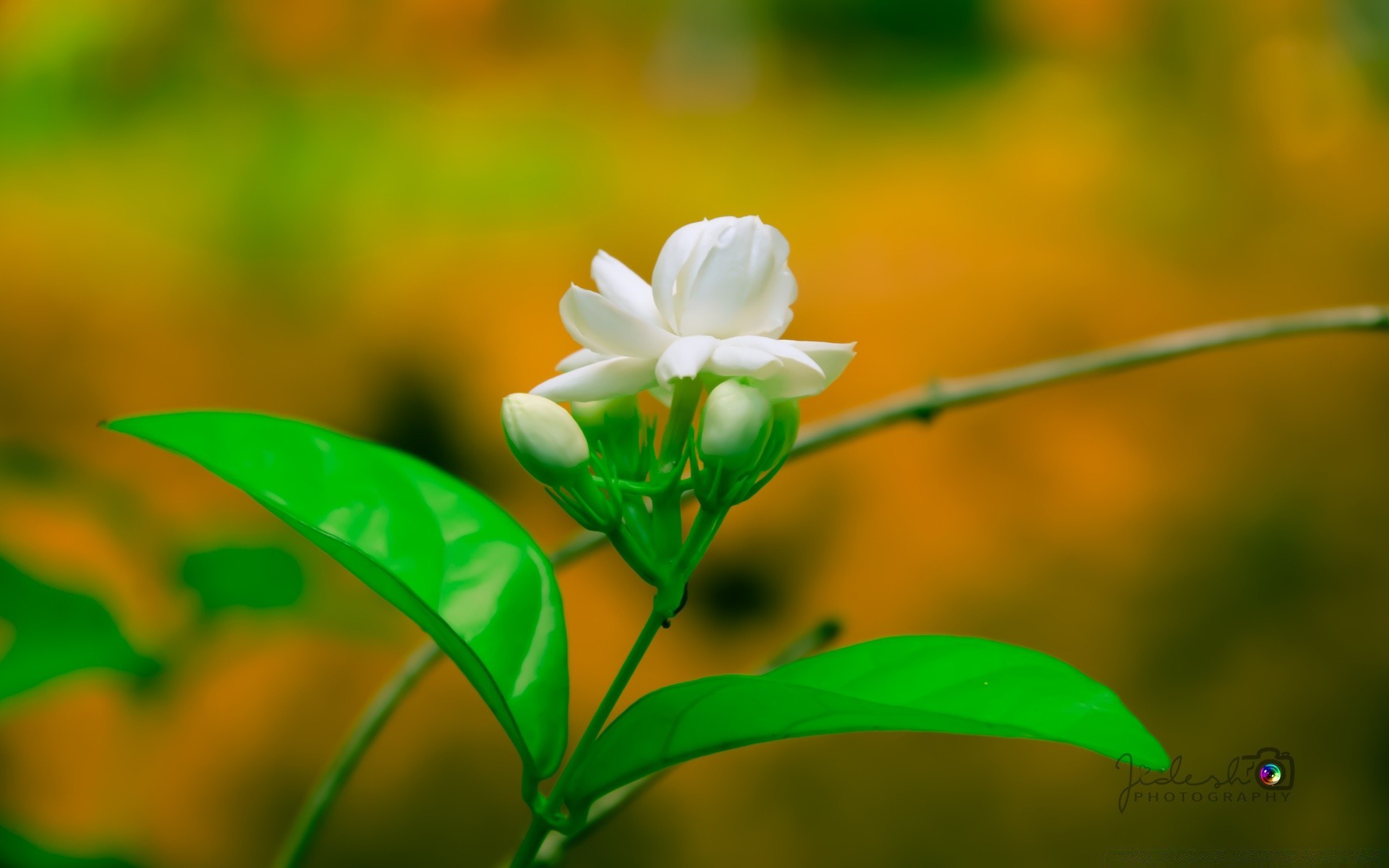 flowers nature leaf flora summer growth flower garden blur bright grass outdoors color fair weather