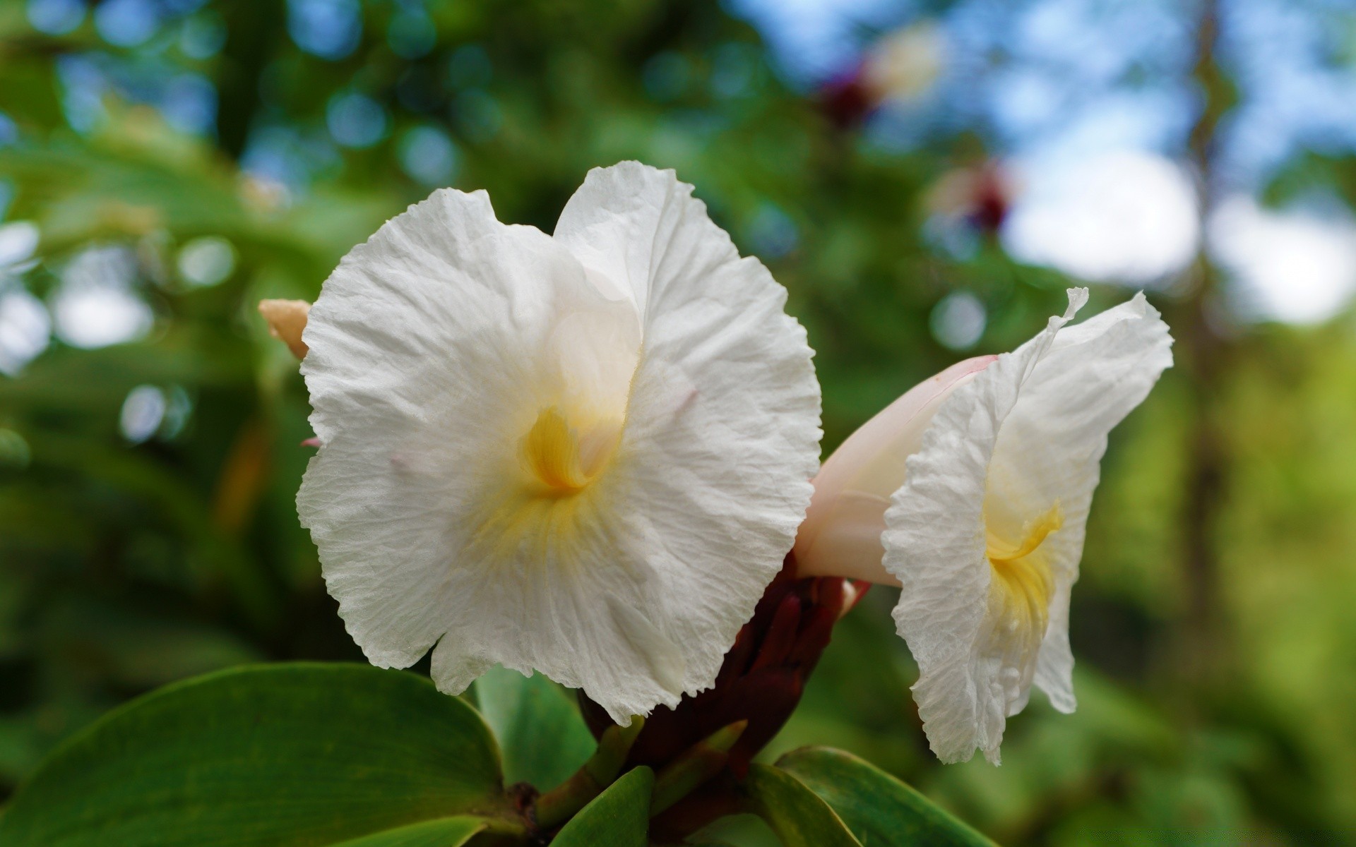 çiçekler çiçek doğa flora yaprak çiçek açan petal tropikal çiçek bahçe yakın çekim renk güzel yaz ağaç parlak park açık havada masaüstü