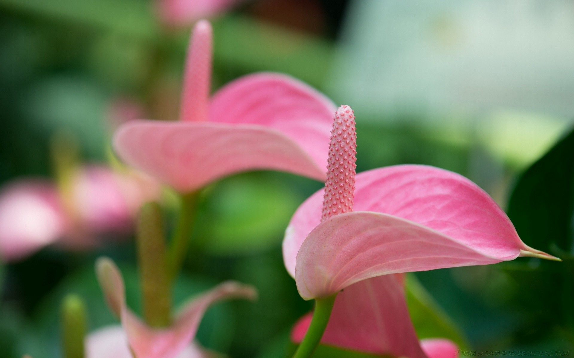 花 自然 花 植物 花园 叶 颜色 夏天 美丽 花瓣 明亮 盛开 花卉 特写