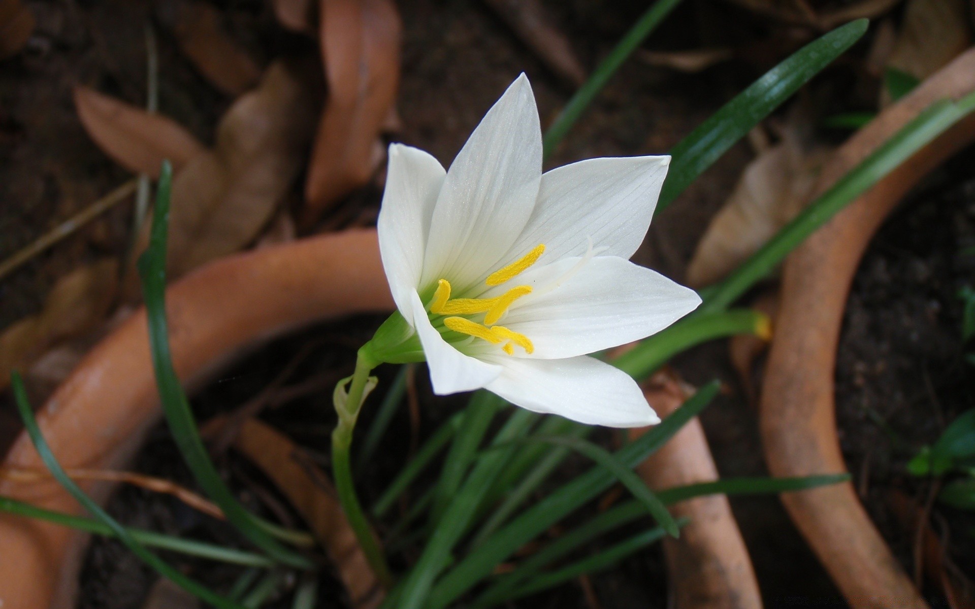 kwiaty natura liść flora kwiat ogród wzrost płatek bluming sezon na zewnątrz lato