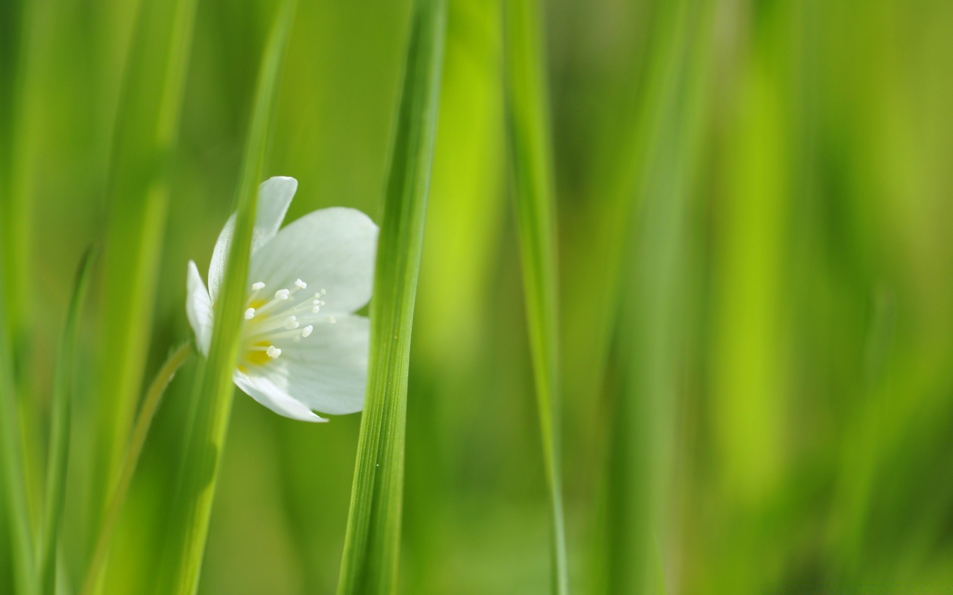 flowers leaf growth nature flora dew grass blur garden summer ecology lush bright environment fair weather outdoors