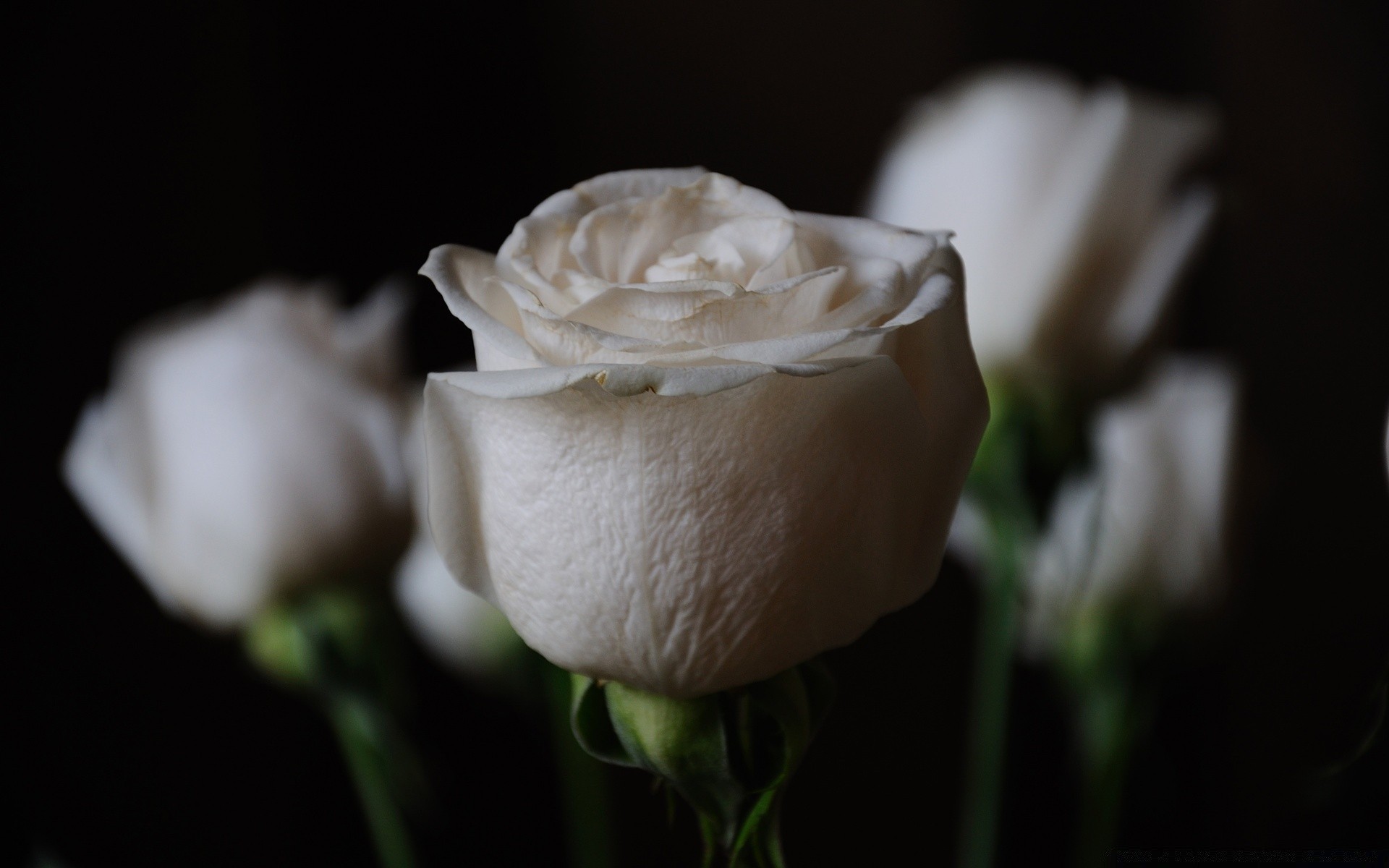 blumen blume hochzeit liebe romantik natur rose stillleben romantisch blatt schön sanft flora