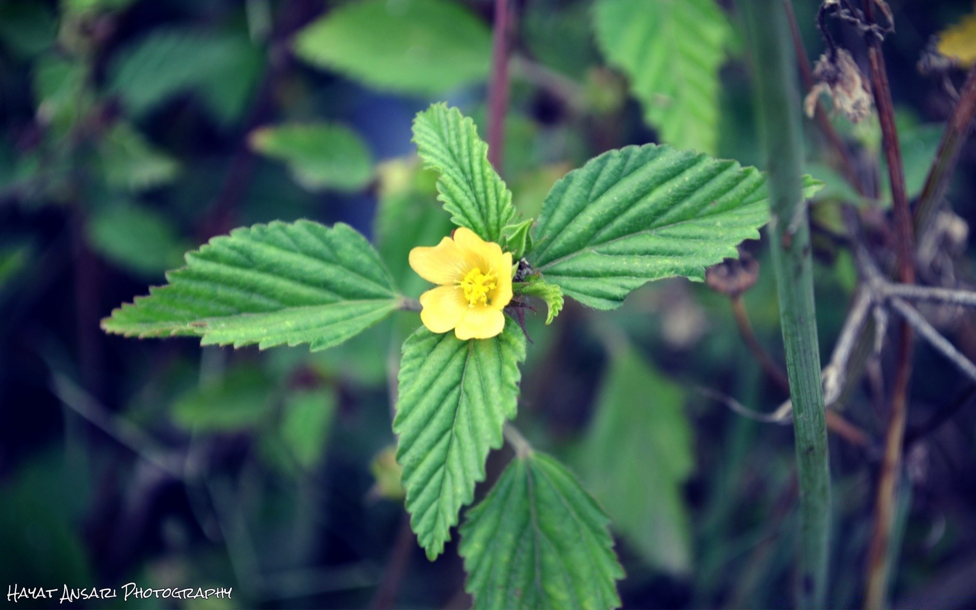 kwiaty liść natura flora wzrost lato na zewnątrz