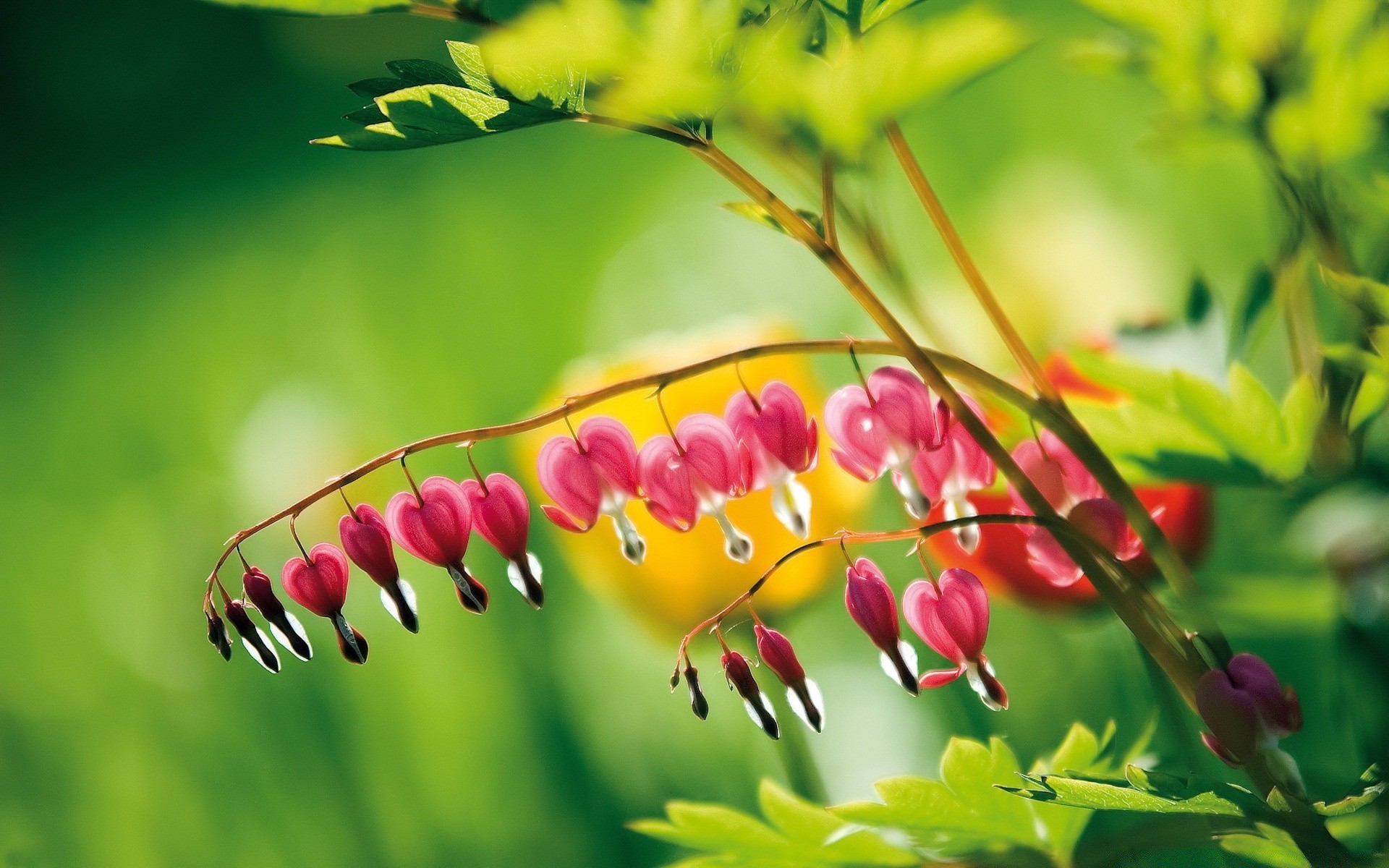 kwiaty natura liść flora ogród lato kwiat kolor wzrost jasne drzewo sezon kwiatowy zbliżenie na zewnątrz świeżość oddział trawa