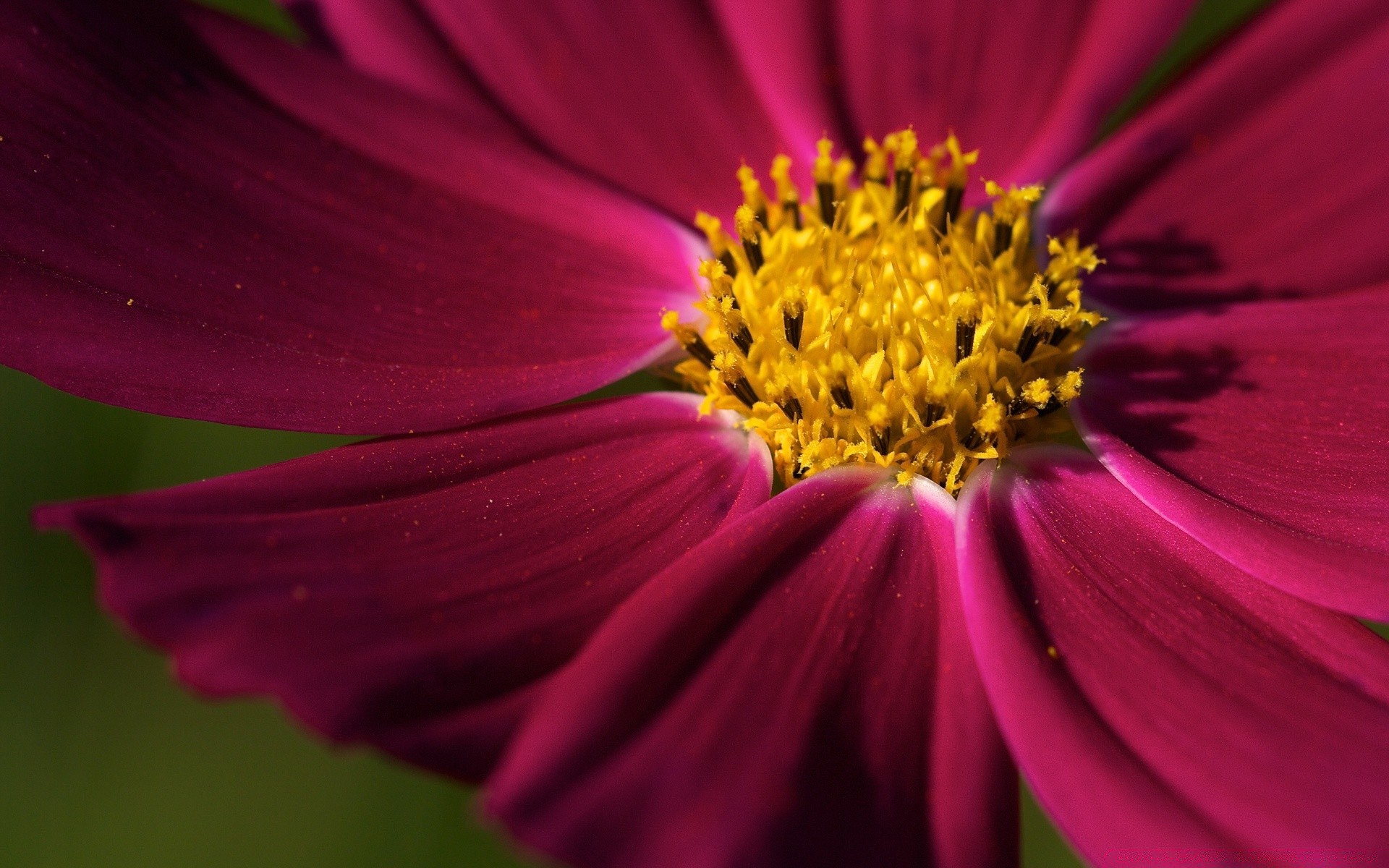 flowers flower nature garden color flora petal summer bright