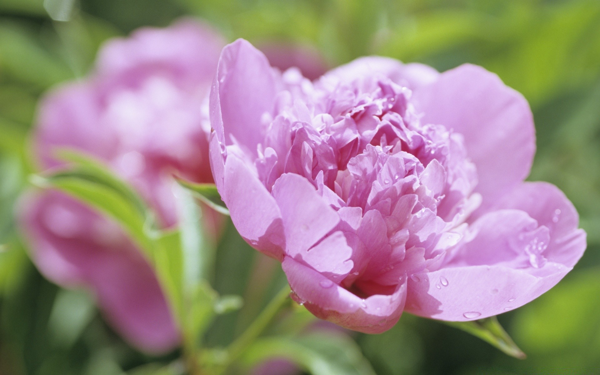 fleurs fleur nature flore feuille jardin été floral bluming couleur lumineux pétale belle pivoine rose amour gros plan croissance romance