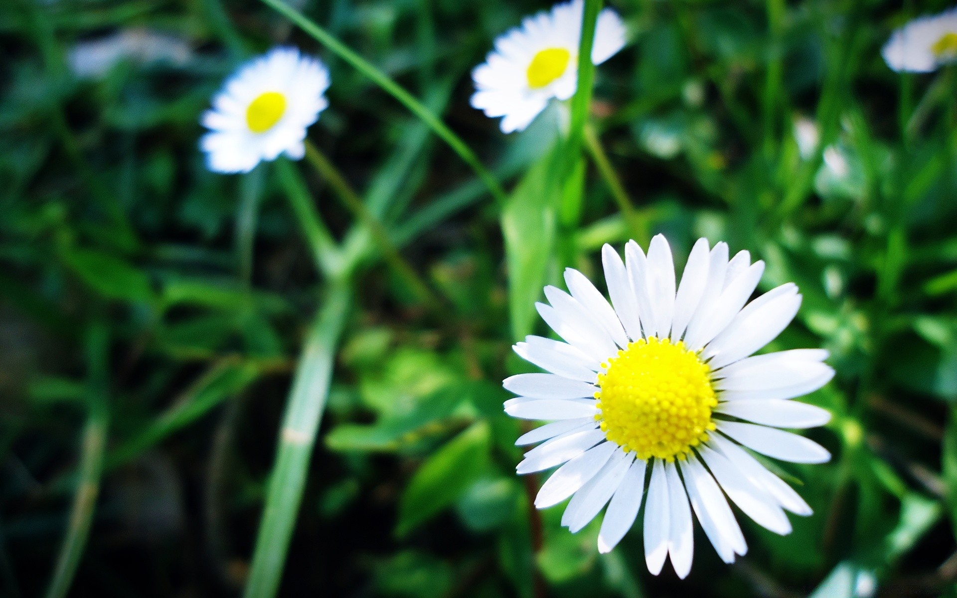 flowers nature summer flora flower grass garden hayfield field leaf bright season blooming chamomile outdoors petal growth color close-up floral