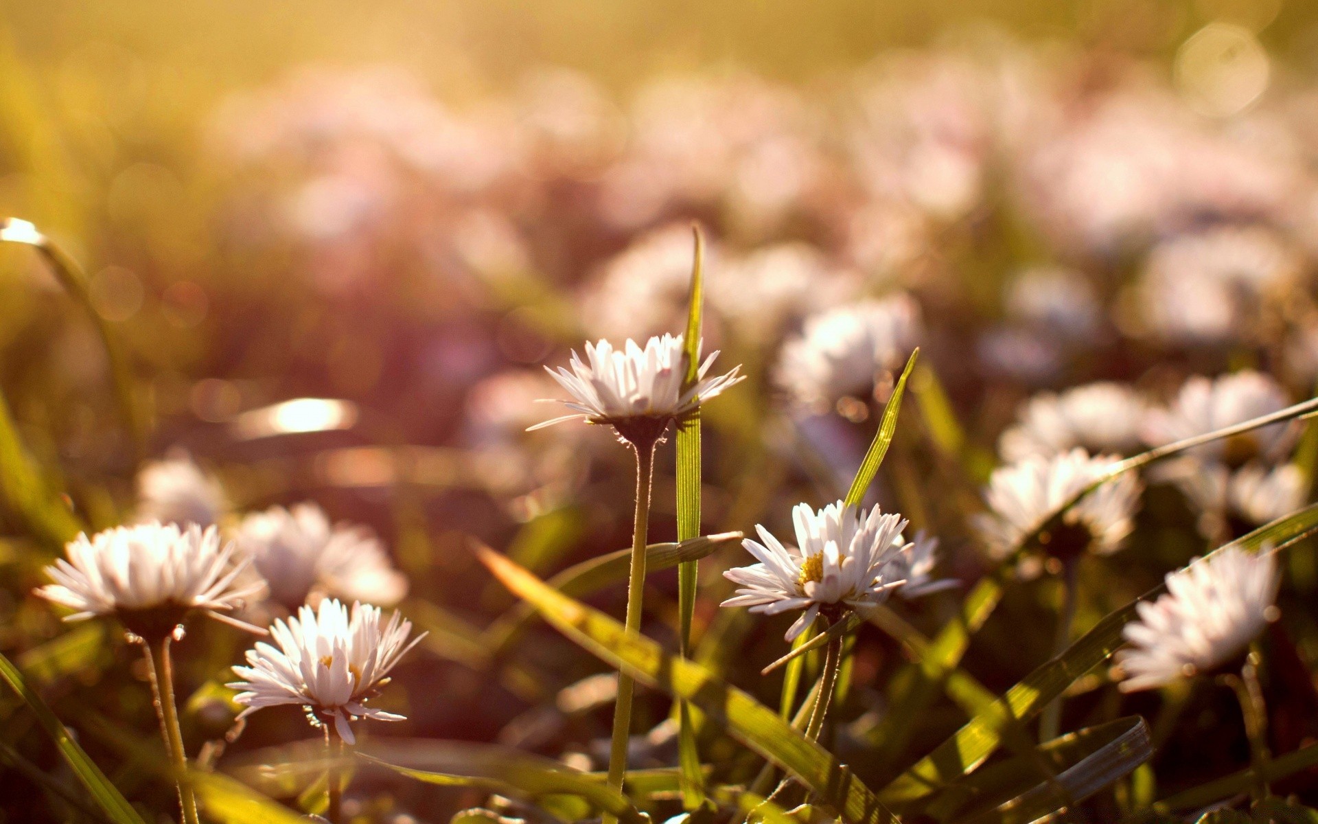 kwiaty kwiat natura flora ogród bluming pole park na zewnątrz liść lato trawa dobra pogoda płatek sianokosy kwiatowy zbliżenie słońce kolor dziki sezon